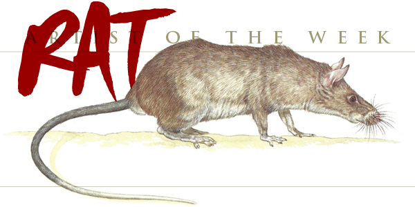 Giant Pouched Rat