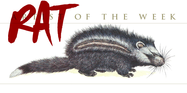 Crested Rat