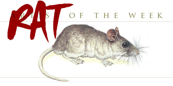 White-Tailed Rat