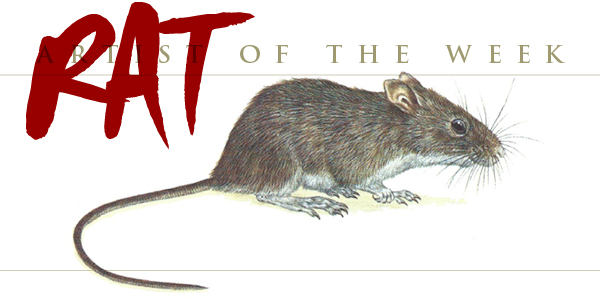 Arizona Cotton Rat