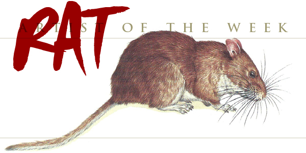 White-Throated Wood Rat