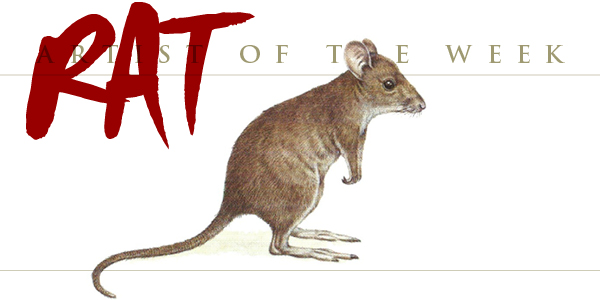 Musk Rat-Kangaroo