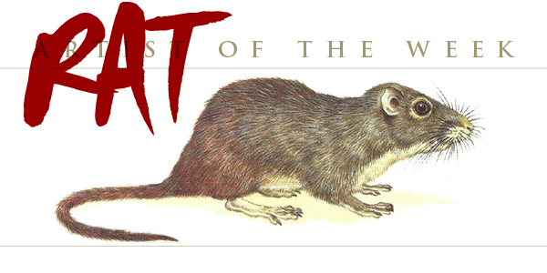 Dassie Rat