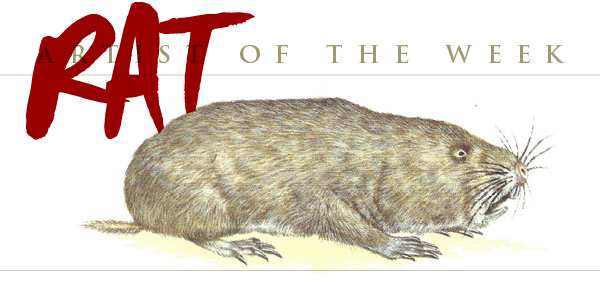 Cape Dune Mole-Rat