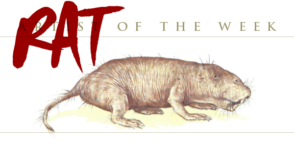Naked Mole-Rat