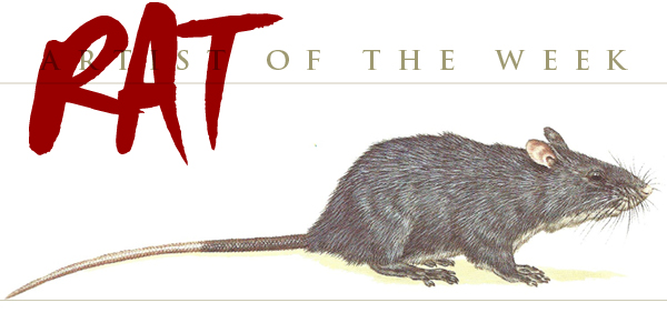 Rough-Tailed Giant Rat